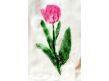 6.tulipe vendu