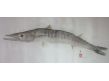 15.barracuda sur soie longueur 1m