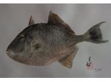 triggerfish 58cmx38cm