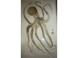 octopus(90cm)