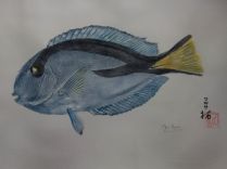 19.poisson chirurgien bleu 30cmx45cm