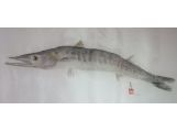 15.barracuda sur soie longueur 1m